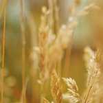 Hairstyle News festival 2015 – Foto galerije: DAVINES – I dio